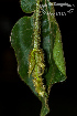  (Schubertia grandiflora - SanguinettiA0234)  @11 [ ] CreativeCommons - Attribution Non-Commercial No Derivatives (2017) Agustín Sanguinetti Agustín Sanguinetti