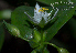  (Tradescantia fluminensis - SanguinettiA0283)  @11 [ ] CreativeCommons - Attribution Non-Commercial No Derivatives (2017) Agustín Sanguinetti Agustín Sanguinetti