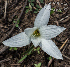  (Zephyranthes cf. mesochloa - SanguinettiA0201)  @11 [ ] CreativeCommons - Attribution Non-Commercial No Derivatives (2017) Agustín Sanguinetti Agustín Sanguinetti