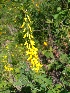  (Cytisus nigricans - SNMP153)  @11 [ ] CreativeCommons  Attribution Non-Commercial Share-Alike (2020) Eliska Stubnova Gburova Slovak National Museum-Natural History Museum