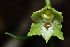  (Epipactis albensis - SNMP17)  @11 [ ] CreativeCommons  Attribution Non-Commercial Share-Alike  Eliska Gburova-Stubnova Slovak National Museum-Natural History Museum