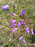  (Campanula sibirica - SNMP182)  @11 [ ] CreativeCommons  Attribution Non-Commercial Share-Alike (2020) Eliska Stubnova Gburova Slovak National Museum-Natural History Museum