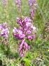  (Polygala major - SNMP183)  @11 [ ] CreativeCommons  Attribution Non-Commercial Share-Alike (2020) Eliska Stubnova Gburova Slovak National Museum-Natural History Museum