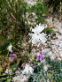  (Dianthus lumnitzeri - SNMP255)  @11 [ ] by-nc-sa (2021) E. Gburova-Stubnova Slovak National Museum-Natural History Museum