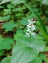  (Maianthemum bifolium - SNMP259)  @11 [ ] by-nc-sa (2021) E. Gburova-Stubnova Slovak National Museum-Natural History Museum