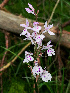  (Dactylorhiza maculata ericetorum - SNMP299)  @11 [ ] by-nc-sa (2021) E. Gburova-Stubnova Slovak National Museum-Natural History Museum