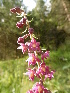  (Epipactis atrorubens - SNMP56)  @11 [ ] CreativeCommons  Attribution Non-Commercial Share-Alike (2018) Eliska Stubnova Gburova Slovak National Museum-Natural History Museum