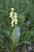  (Orchis pallens - SNMP9)  @11 [ ] CreativeCommons  Attribution Non-Commercial Share-Alike  Eliska Gburova-Stubnova Slovak National Museum-Natural History Museum