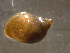  (Ladislavella elodes - 22-SNAIL-0097)  @11 [ ] CreativeCommons - Attribution Share-Alike (2023) Unspecified Drexel University, Academy of Natural Sciences