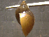  ( - 22-SNAIL-0097)  @11 [ ] CreativeCommons - Attribution Share-Alike (2023) Unspecified Drexel University, Academy of Natural Sciences
