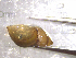  ( - 22-SNAIL-0098)  @11 [ ] CreativeCommons - Attribution Share-Alike (2023) Unspecified Drexel University, Academy of Natural Sciences