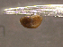  (Menetus dilatatus - 22-SNAIL-0145)  @11 [ ] CreativeCommons - Attribution Share-Alike (2023) Unspecified Drexel University, Academy of Natural Sciences