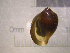  ( - 22-SNAIL-0157)  @11 [ ] CreativeCommons - Attribution Share-Alike (2023) Unspecified Drexel University, Academy of Natural Sciences