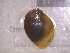  ( - 22-SNAIL-0161)  @11 [ ] CreativeCommons - Attribution Share-Alike (2023) Unspecified Drexel University, Academy of Natural Sciences