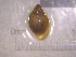  ( - 22-SNAIL-0168)  @11 [ ] CreativeCommons - Attribution Share-Alike (2023) Unspecified Drexel University, Academy of Natural Sciences