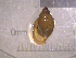  (Physella EG4 - 22-SNAIL-0168)  @11 [ ] CreativeCommons - Attribution Share-Alike (2023) Unspecified Drexel University, Academy of Natural Sciences