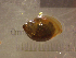  ( - 22-SNAIL-0231)  @11 [ ] CreativeCommons - Attribution Share-Alike (2023) Unspecified Drexel University, Academy of Natural Sciences
