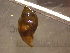  ( - 22-SNAIL-0231)  @11 [ ] CreativeCommons - Attribution Share-Alike (2023) Unspecified Drexel University, Academy of Natural Sciences