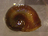  ( - 22-SNAIL-0281)  @11 [ ] CreativeCommons - Attribution Share-Alike (2023) Unspecified Drexel University, Academy of Natural Sciences