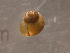  ( - 22-SNAIL-0287)  @11 [ ] CreativeCommons - Attribution Share-Alike (2023) Unspecified Drexel University, Academy of Natural Sciences