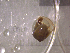  ( - 22-SNAIL-0420)  @11 [ ] CreativeCommons - Attribution Share-Alike (2023) Unspecified Drexel University, Academy of Natural Sciences