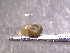  ( - 22-SNAIL-0439)  @11 [ ] CreativeCommons - Attribution Share-Alike (2023) Unspecified Drexel University, Academy of Natural Sciences