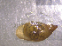  ( - 22-SNAIL-0458)  @11 [ ] CreativeCommons - Attribution Share-Alike (2023) Unspecified Drexel University, Academy of Natural Sciences