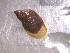  ( - 22-SNAIL-0459)  @11 [ ] CreativeCommons - Attribution Share-Alike (2023) Unspecified Drexel University, Academy of Natural Sciences