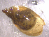  (Pseudosuccinea columella EG1 - 22-SNAIL-0465)  @11 [ ] CreativeCommons - Attribution Share-Alike (2023) Unspecified Drexel University, Academy of Natural Sciences