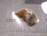 ( - 22-SNAIL-0126)  @11 [ ] CreativeCommons - Attribution Share-Alike (2023) Unspecified Drexel University, Academy of Natural Sciences