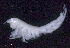  ( - SB_1-8E_Oedi22_2015_1)  @11 [ ] CreativeCommons  Attribution Non-Commercial Share-Alike (2021) Anna Jazdzewska University of Lodz, Dept of Invertebrate Zoology and Hydrobiology