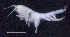  ( - SB_1-8S_Oedi22_2015_1)  @11 [ ] CreativeCommons  Attribution Non-Commercial Share-Alike (2021) Anna Jazdzewska University of Lodz, Dept of Invertebrate Zoology and Hydrobiology