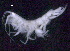  ( - SB_1-8S_Oedi23_2015_1)  @11 [ ] CreativeCommons  Attribution Non-Commercial Share-Alike (2021) Anna Jazdzewska University of Lodz, Dept of Invertebrate Zoology and Hydrobiology