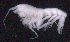  ( - SB_1-8S_Oedi24_2015_2)  @11 [ ] CreativeCommons  Attribution Non-Commercial Share-Alike (2021) Anna Jazdzewska University of Lodz, Dept of Invertebrate Zoology and Hydrobiology