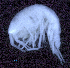  (Oedicerotidae_AJ sp. 25 - SB_1-8S_Oedi25_2015_1)  @11 [ ] CreativeCommons  Attribution Non-Commercial Share-Alike (2021) Anna Jazdzewska University of Lodz, Dept of Invertebrate Zoology and Hydrobiology