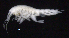  ( - SB_1-8S_Oedi26_2015_1)  @11 [ ] CreativeCommons  Attribution Non-Commercial Share-Alike (2021) Anna Jazdzewska University of Lodz, Dept of Invertebrate Zoology and Hydrobiology