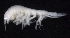  ( - SB_1-8S_Oedi26_2015_2)  @11 [ ] CreativeCommons  Attribution Non-Commercial Share-Alike (2021) Anna Jazdzewska University of Lodz, Dept of Invertebrate Zoology and Hydrobiology