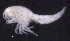  ( - SB_1-9S_Oedi22_2015_1)  @11 [ ] CreativeCommons  Attribution Non-Commercial Share-Alike (2021) Anna Jazdzewska University of Lodz, Dept of Invertebrate Zoology and Hydrobiology