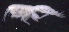  ( - SB_1-9S_Oedi22_2015_2)  @11 [ ] CreativeCommons  Attribution Non-Commercial Share-Alike (2021) Anna Jazdzewska University of Lodz, Dept of Invertebrate Zoology and Hydrobiology