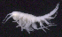  ( - SB_1-9S_Oedi22_2015_4)  @11 [ ] CreativeCommons  Attribution Non-Commercial Share-Alike (2021) Anna Jazdzewska University of Lodz, Dept of Invertebrate Zoology and Hydrobiology