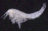  ( - SB_1-9S_Oedi22_2015_5)  @11 [ ] CreativeCommons  Attribution Non-Commercial Share-Alike (2021) Anna Jazdzewska University of Lodz, Dept of Invertebrate Zoology and Hydrobiology