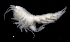  (Oedicerotidae_AJ sp. 24 - SB_1-9S_Oedi24_2015_1)  @11 [ ] CreativeCommons  Attribution Non-Commercial Share-Alike (2021) Anna Jazdzewska University of Lodz, Dept of Invertebrate Zoology and Hydrobiology