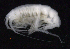  ( - SB_1-9S_Oedi26_2015_2)  @11 [ ] CreativeCommons  Attribution Non-Commercial Share-Alike (2021) Anna Jazdzewska University of Lodz, Dept of Invertebrate Zoology and Hydrobiology