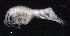  ( - SB_1-9S_Oedi26_2015_3)  @11 [ ] CreativeCommons  Attribution Non-Commercial Share-Alike (2021) Anna Jazdzewska University of Lodz, Dept of Invertebrate Zoology and Hydrobiology