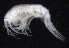  ( - SB_1-9S_Oedi26_2015_4)  @11 [ ] CreativeCommons  Attribution Non-Commercial Share-Alike (2021) Anna Jazdzewska University of Lodz, Dept of Invertebrate Zoology and Hydrobiology