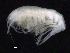  ( - SB_1-9S_Oedi26_2015_5)  @11 [ ] CreativeCommons  Attribution Non-Commercial Share-Alike (2021) Anna Jazdzewska University of Lodz, Dept of Invertebrate Zoology and Hydrobiology