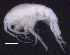  ( - SB_1-9S_Oedi27_2015_1)  @11 [ ] CreativeCommons  Attribution Non-Commercial Share-Alike (2021) Anna Jazdzewska University of Lodz, Dept of Invertebrate Zoology and Hydrobiology