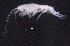  ( - SB_11-6E_Oedi22_2015_1)  @11 [ ] CreativeCommons  Attribution Non-Commercial Share-Alike (2021) Anna Jazdzewska University of Lodz, Dept of Invertebrate Zoology and Hydrobiology