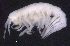  ( - SB_11-6E_Oedi22_2015_2)  @11 [ ] CreativeCommons  Attribution Non-Commercial Share-Alike (2021) Anna Jazdzewska University of Lodz, Dept of Invertebrate Zoology and Hydrobiology