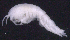  ( - SB_11-6E_Oedi27_2015_2)  @11 [ ] CreativeCommons  Attribution Non-Commercial Share-Alike (2021) Anna Jazdzewska University of Lodz, Dept of Invertebrate Zoology and Hydrobiology